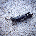 Camo Grasshopper