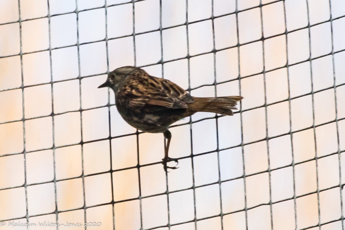 Dunnock