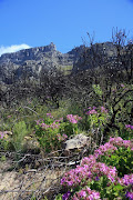 Pelargoniums bloom on the slopes of Table Mountain in Cape Town.