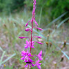 Pink plant