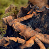 bracket fungi