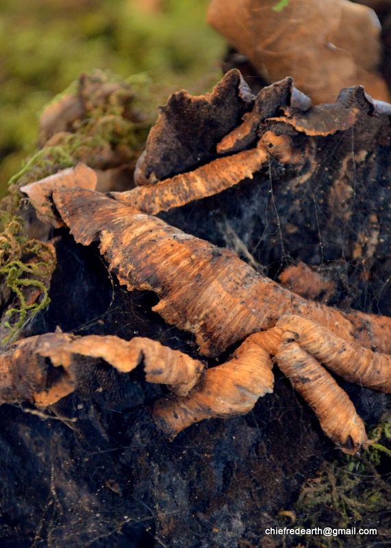 bracket fungi