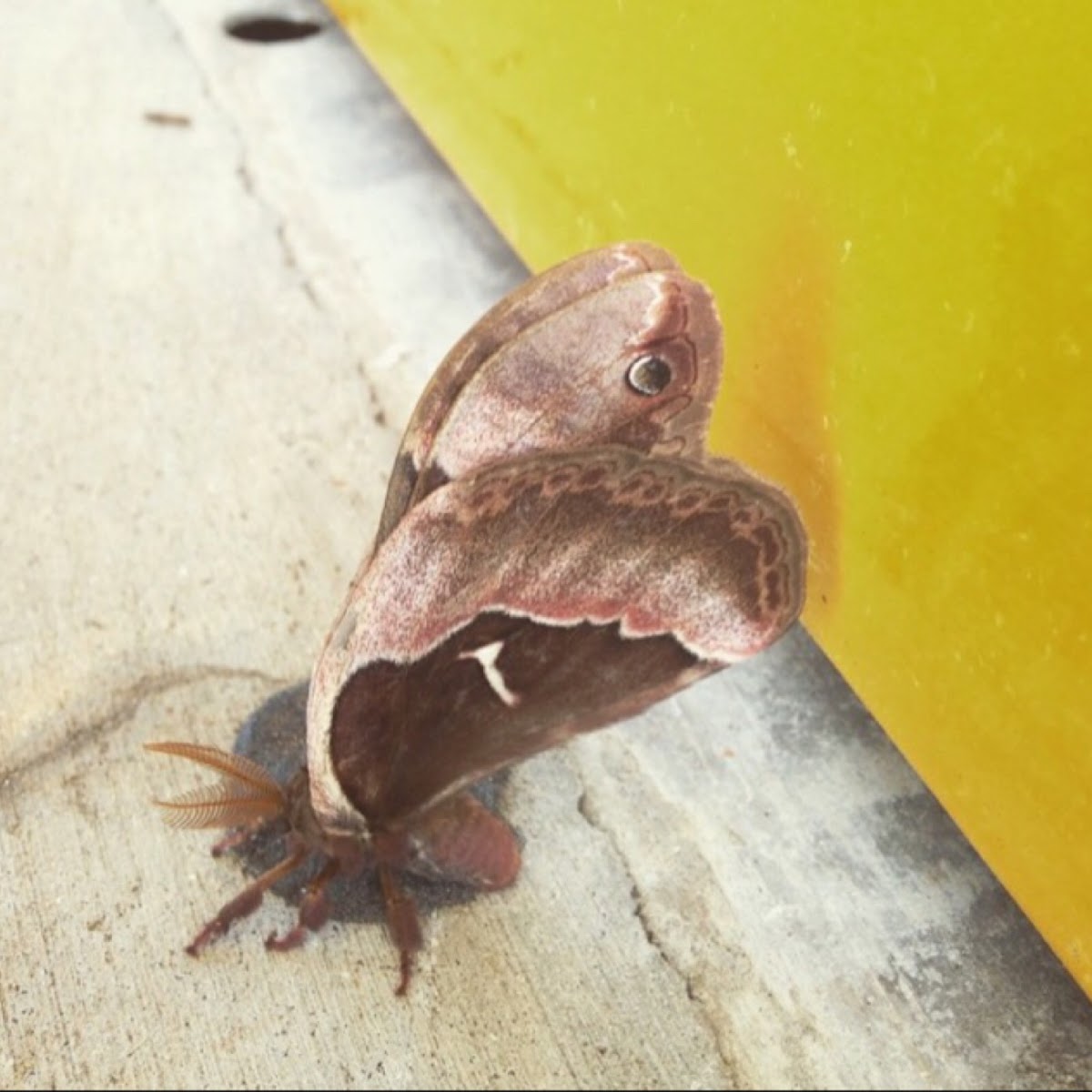 Polyphemus moth