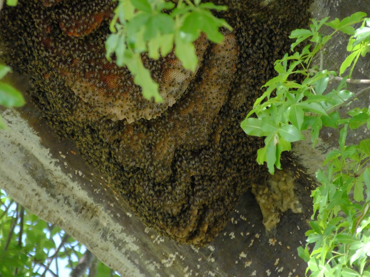 African honeybee beehive?