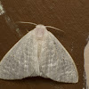 Eribid Moth