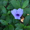 Ruellias, wild petunias