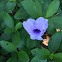 Ruellias, wild petunias