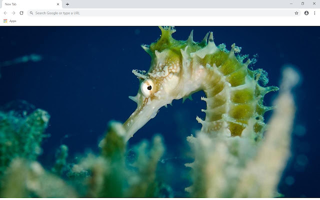 Seahorse Wallpapers and New Tab