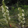 Coiled lousewort