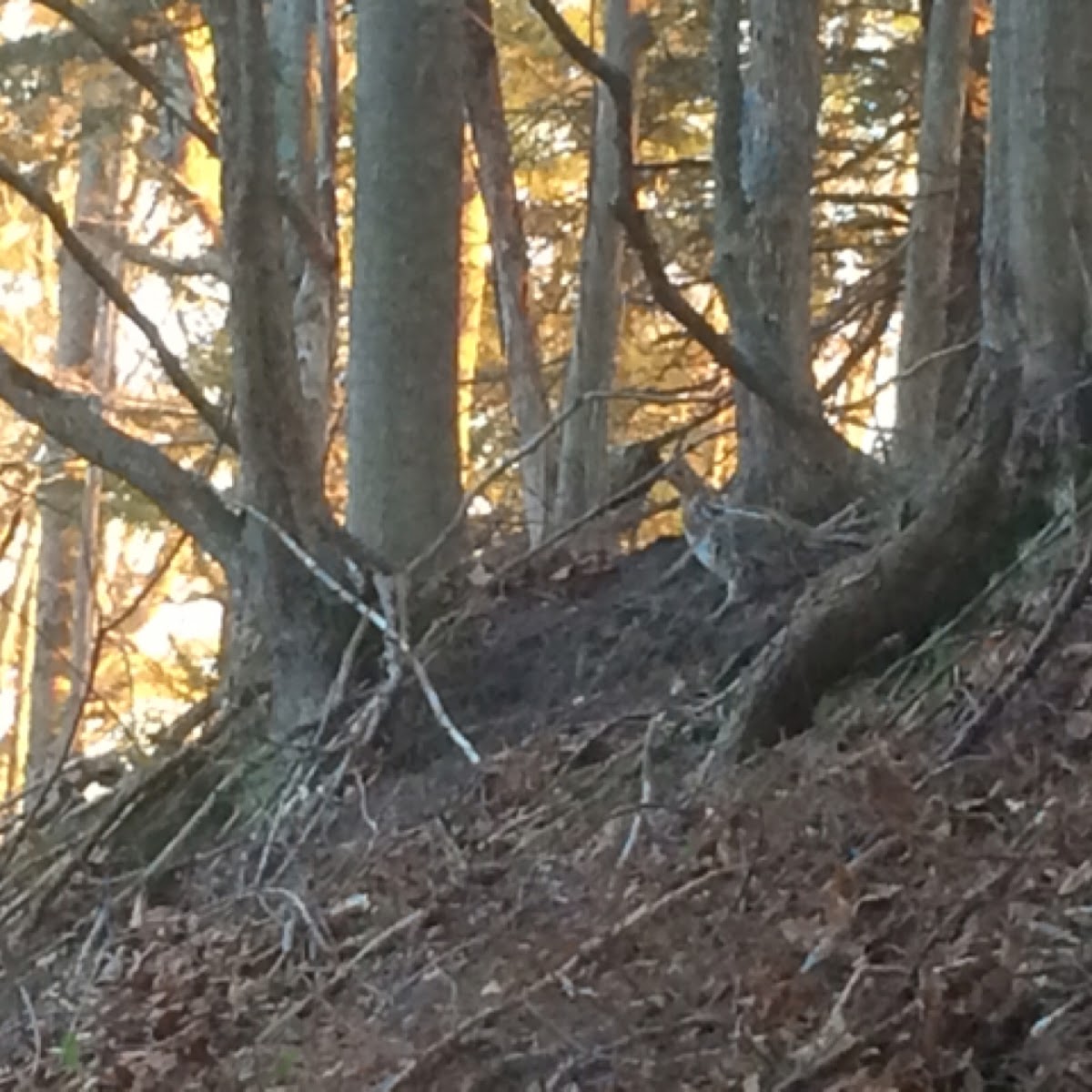 Ruffed grouse