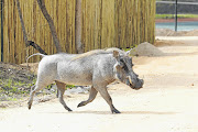 IT TAKES ALL KINDS: A warthog at the gate,