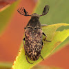 Wedge shaped beetle