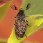 Wedge shaped beetle