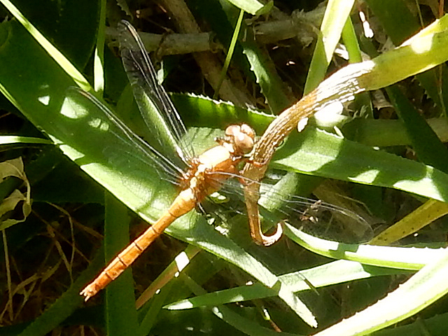 Dragonfly