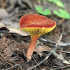 Gilled Bolete