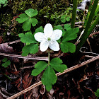 Wood Anemone