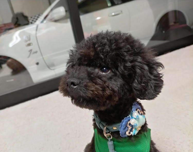 N-ONEの犬と泊まれるリゾートホテル・後部座席エアコン・トイプードル・梅雨明け間近・DIYに関するカスタム事例の投稿画像7枚目