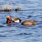 Red-crested Pochard; Pato Colorado