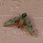 Streaked Sphinx Moth