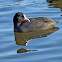 Eurasian Coot