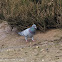 Rock Pigeon