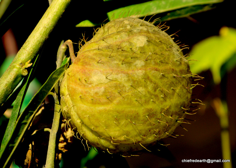 , Balloon Plant, balloon cotton-bush