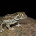 Helmeted gecko