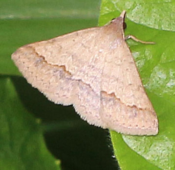 Erebid Moth