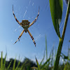 Silver Argiope