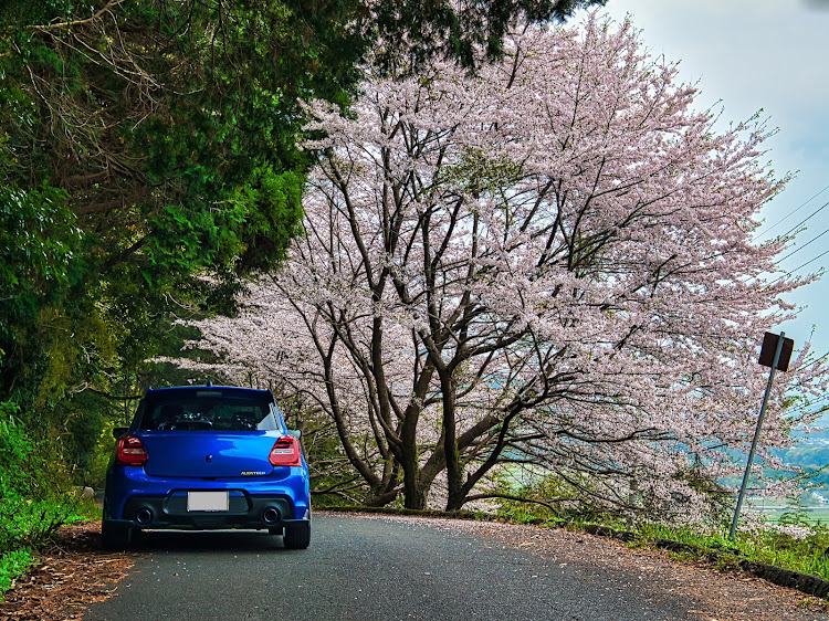 スイフトスポーツのサクラと愛車・桜とコラボ・タケノコ掘り・明日から新学期に関するカスタム事例の投稿画像1枚目