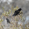 Red-winged Blackbirds, female & male