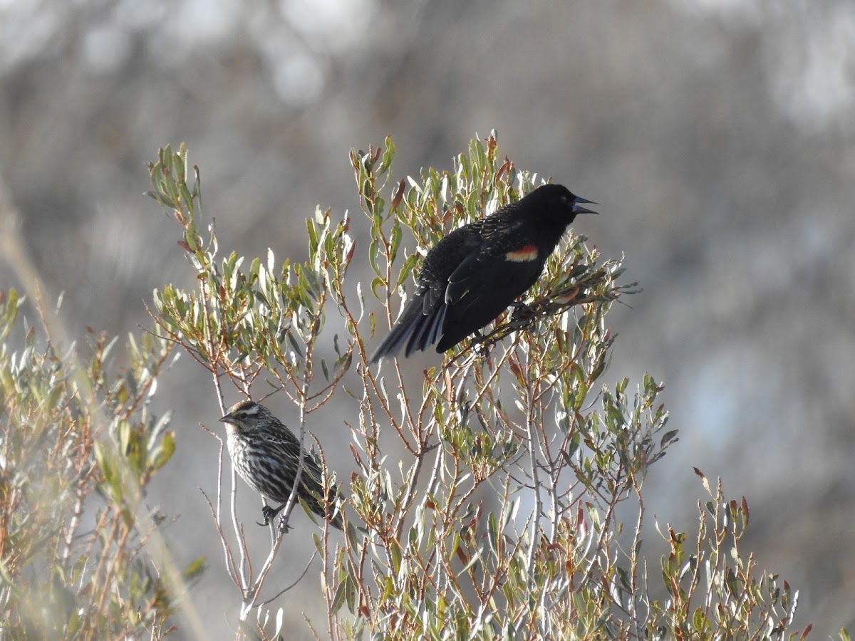 Red-winged Blackbirds, female & male