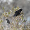 Red-winged Blackbirds, female & male