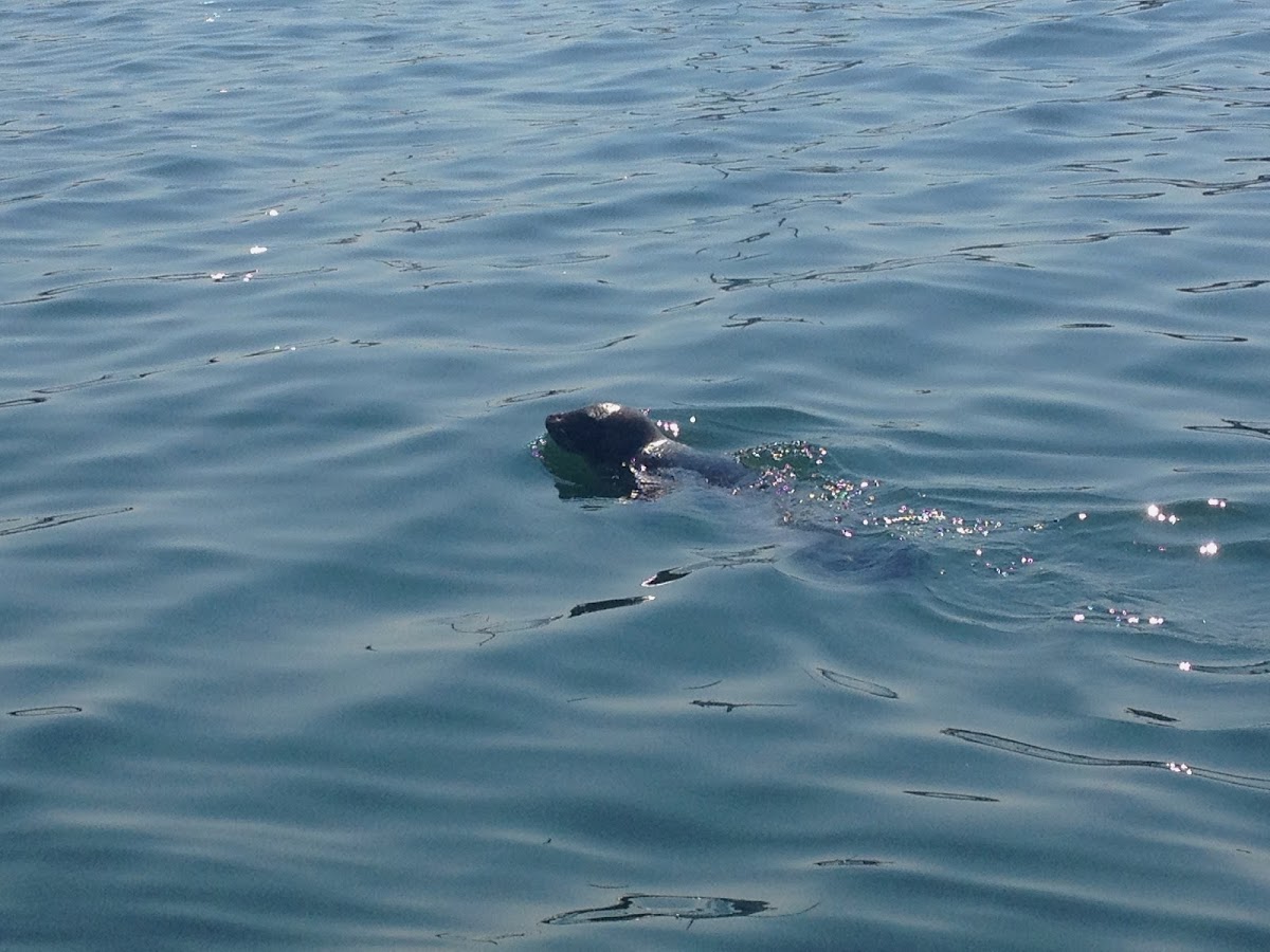 Harbor Seal