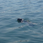 Harbor Seal