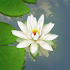 3D Lotus Pond Live Wallpaper2.0 (Paid)