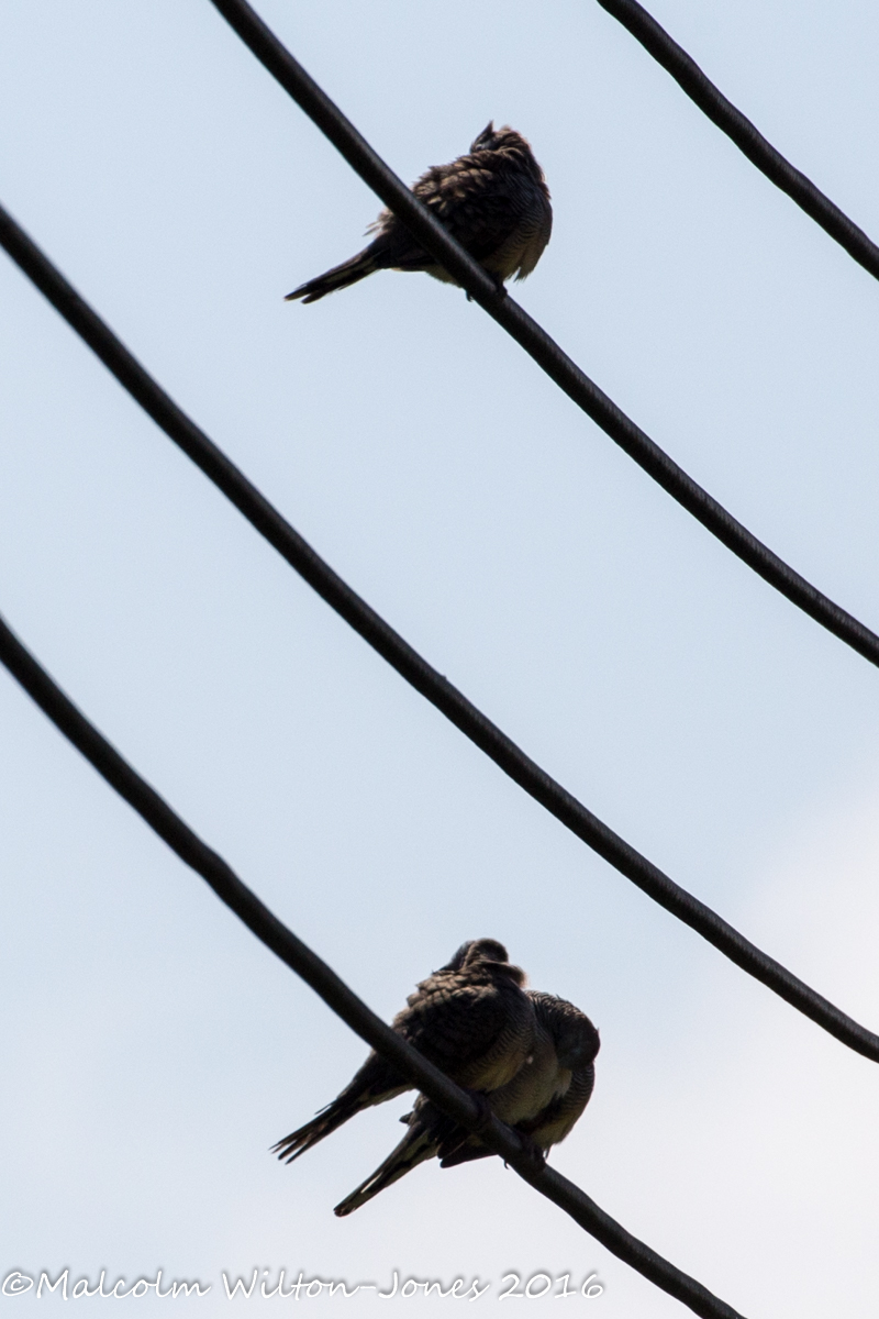 Zebra Dove