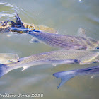 Grey Mullet