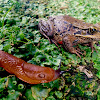 Oregon Spotted Frog