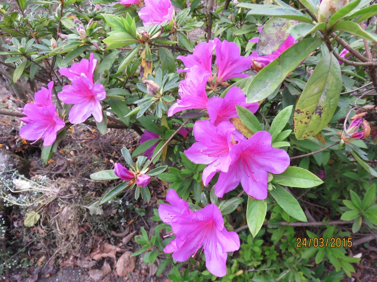 Korean Azalea