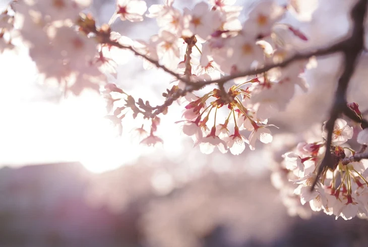 「『 桜 が 舞 う ， あ の 日 君 と 。』」のメインビジュアル