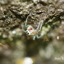 Jumping Spider