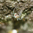 Jumping Spider