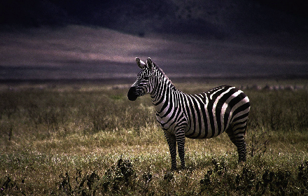 Zebra Theme small promo image