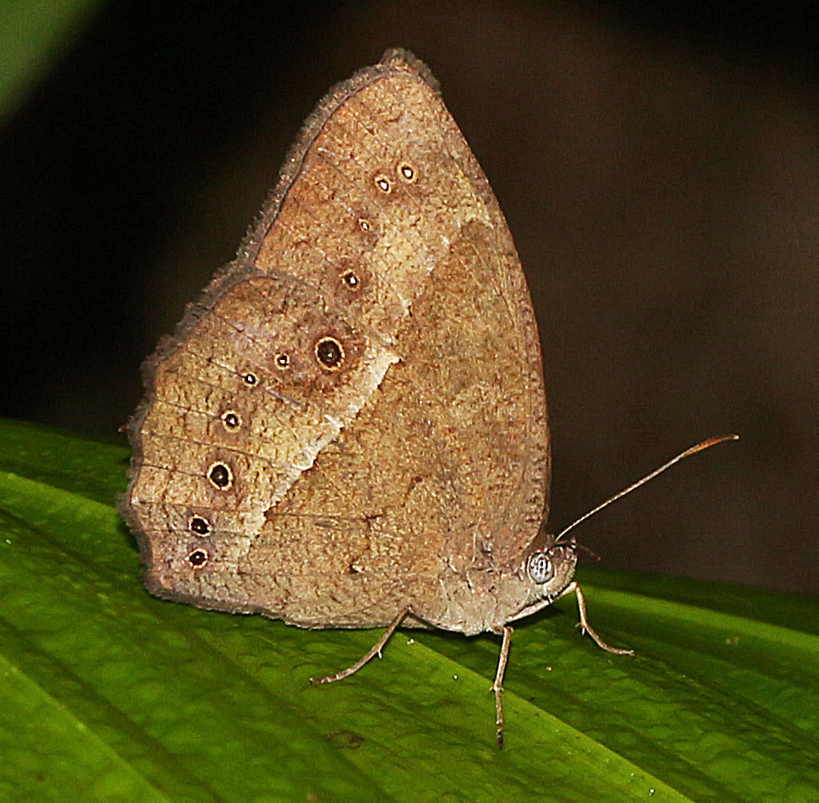 Janardana Bushbrown