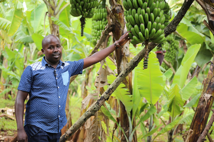 Farmer Nelson Chirchir has 44 stools of the giant Cavendish in his farm. He has to prop them to restrain them from crashing