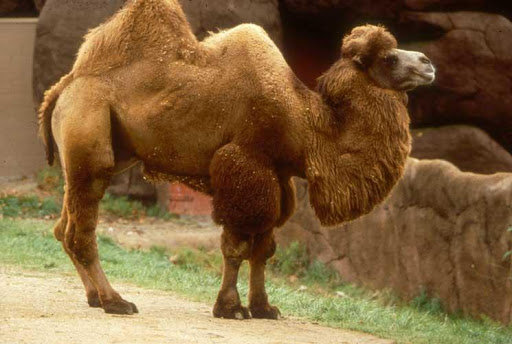 Bactrian Camel Live Wallpaper