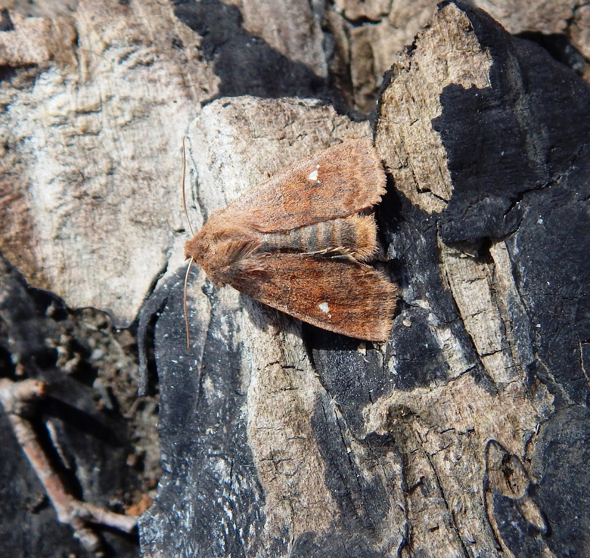 Glassy Cutworm