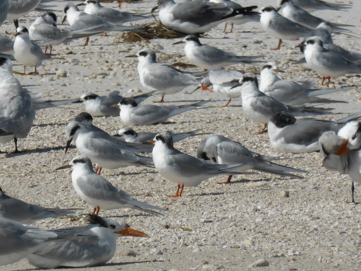 Forster's Tern