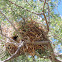 Verdin nest